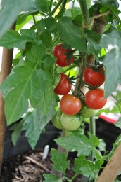 ２月寄せ植えトマト